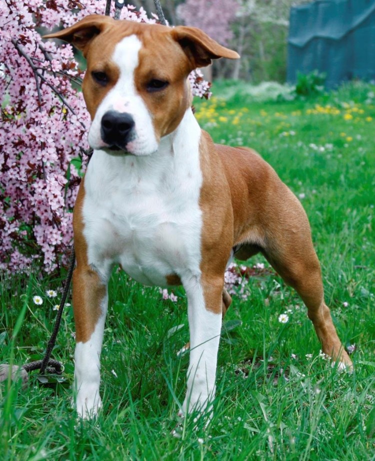 Стаффордширский терьер толстый