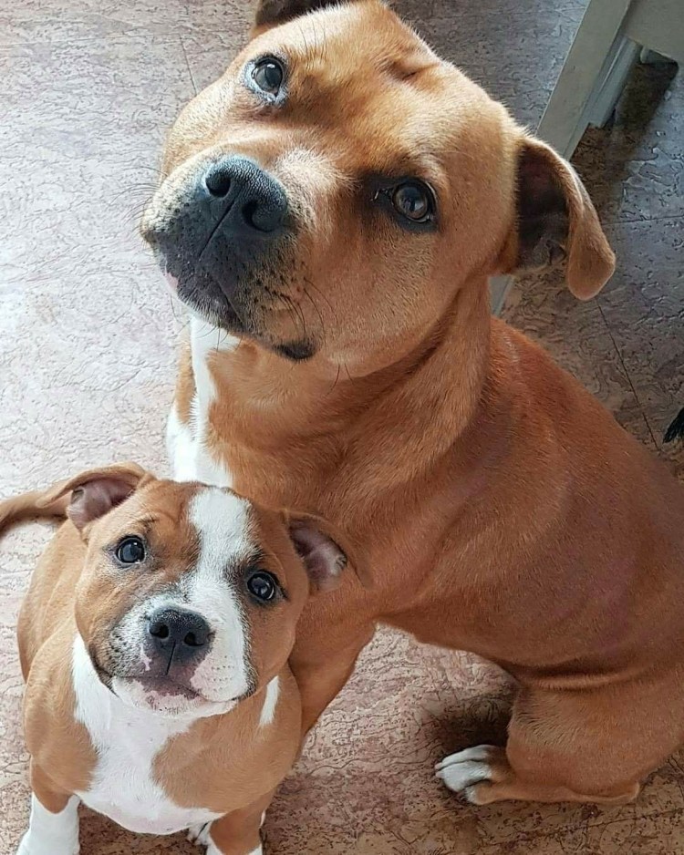 Американский стаффордширский бультерьер