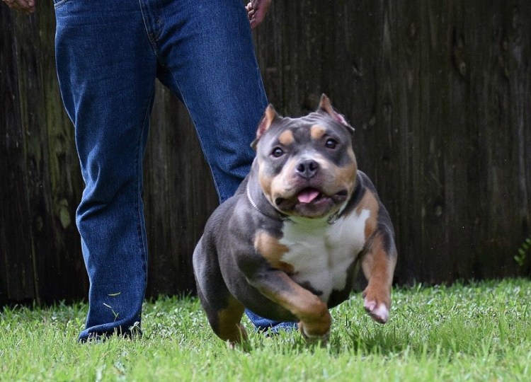 АСТ американский стаффордширский терьер