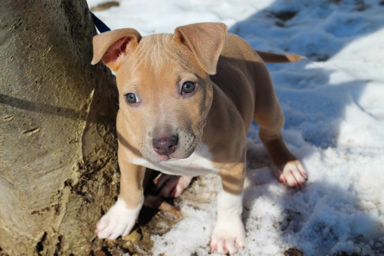 Американский стаффордширский бульдог