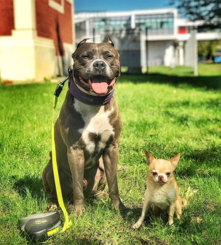 Стаффордширский терьер бульдожьего типа