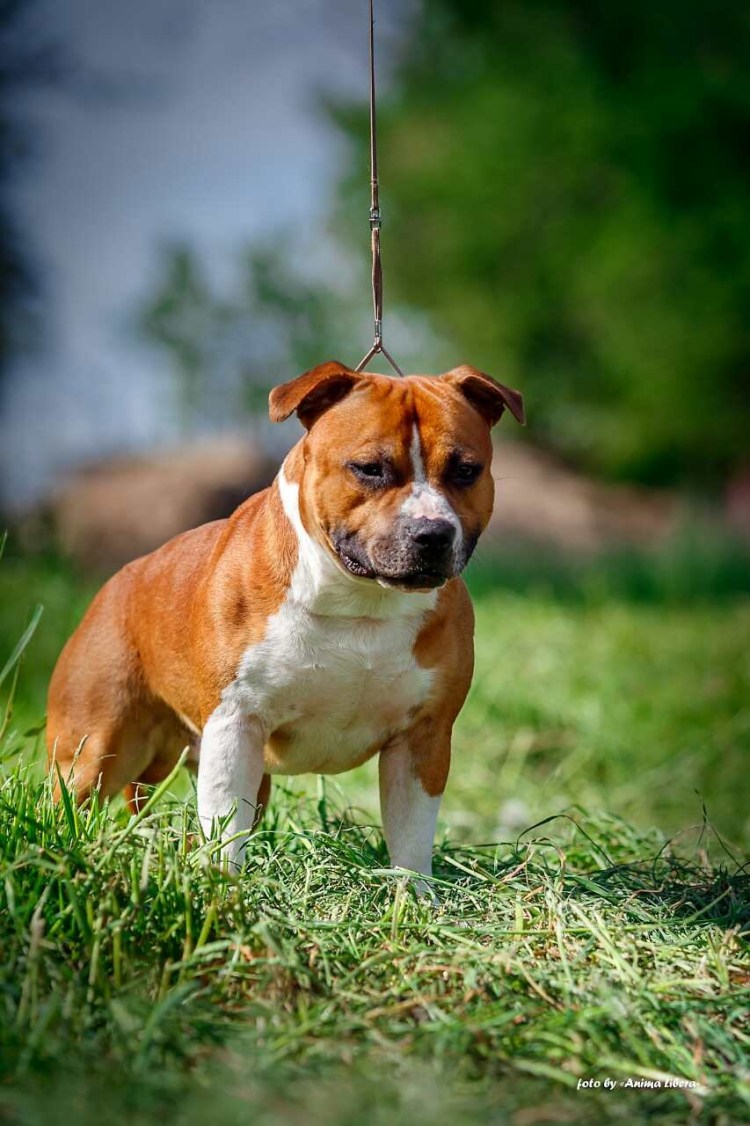 Карликовый стаффордширский терьер