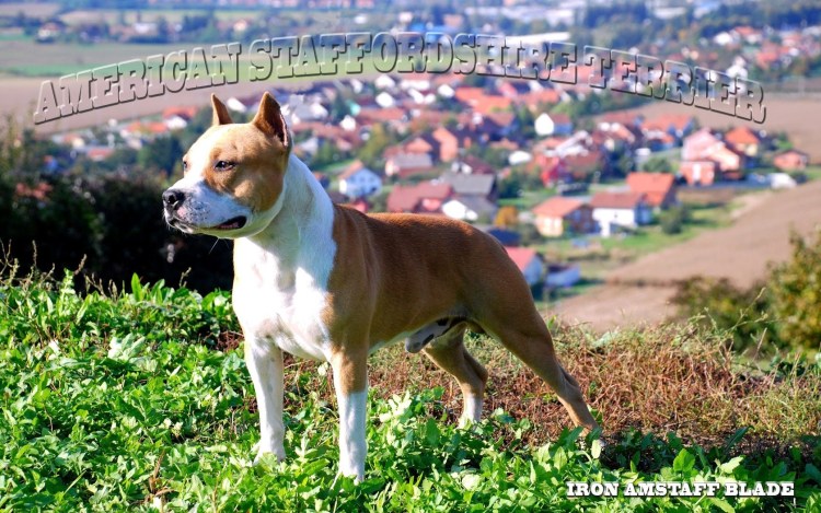 Американский стаффордширский терьер черный