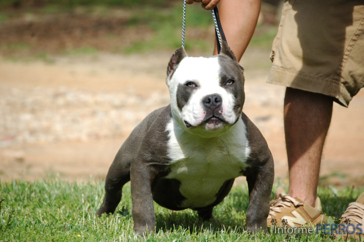 Американский булли черный