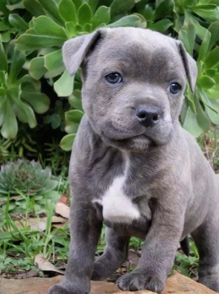 Ирландский стаффордширский бультерьер