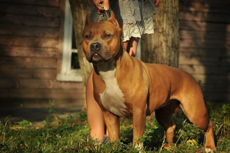 Стаффордширский питбультерьер