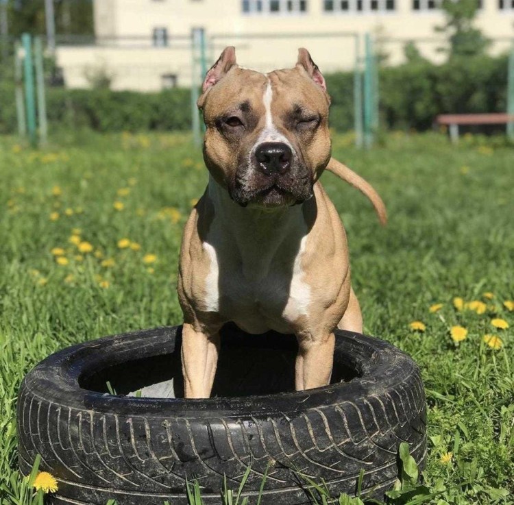 Британский стаффордширский терьер