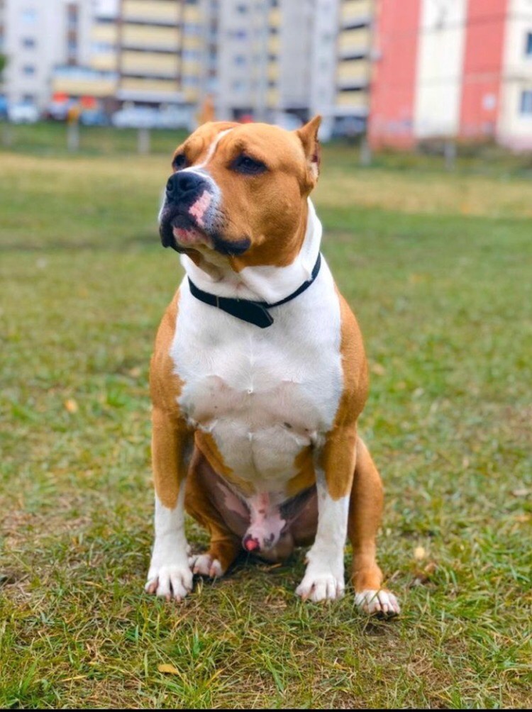 Собака стаффордширский бультерьер