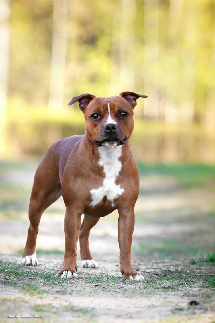 Американский питбультерьер тигровый