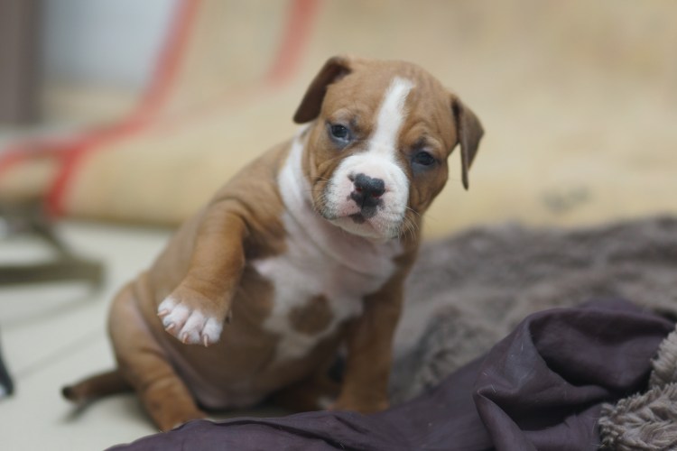 Стаффордширский терьер коротконогий