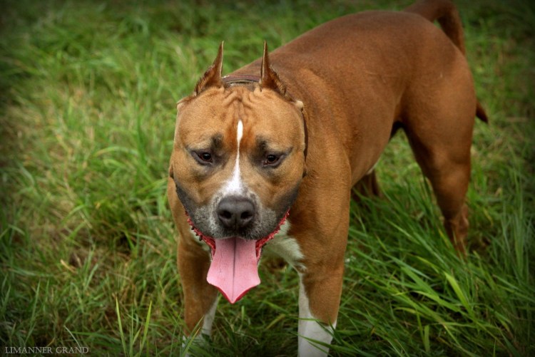 Стаффордширский терьер булли