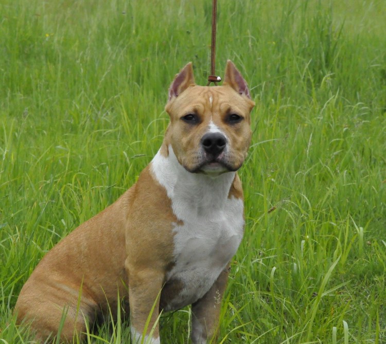 Карликовый американский стаффордширский терьер