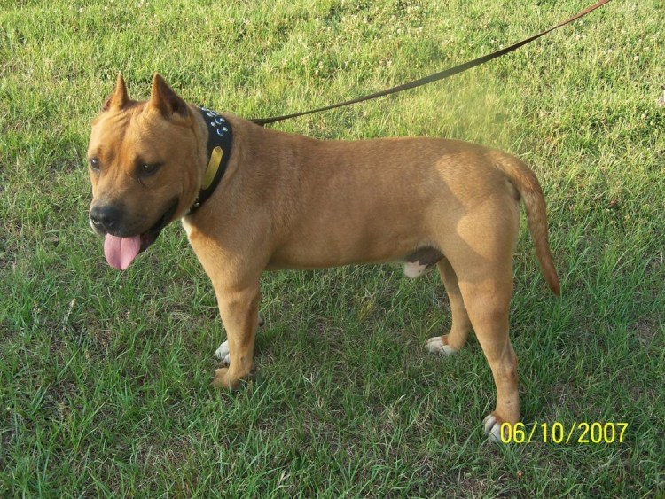 Ирландский стаффордширский терьер