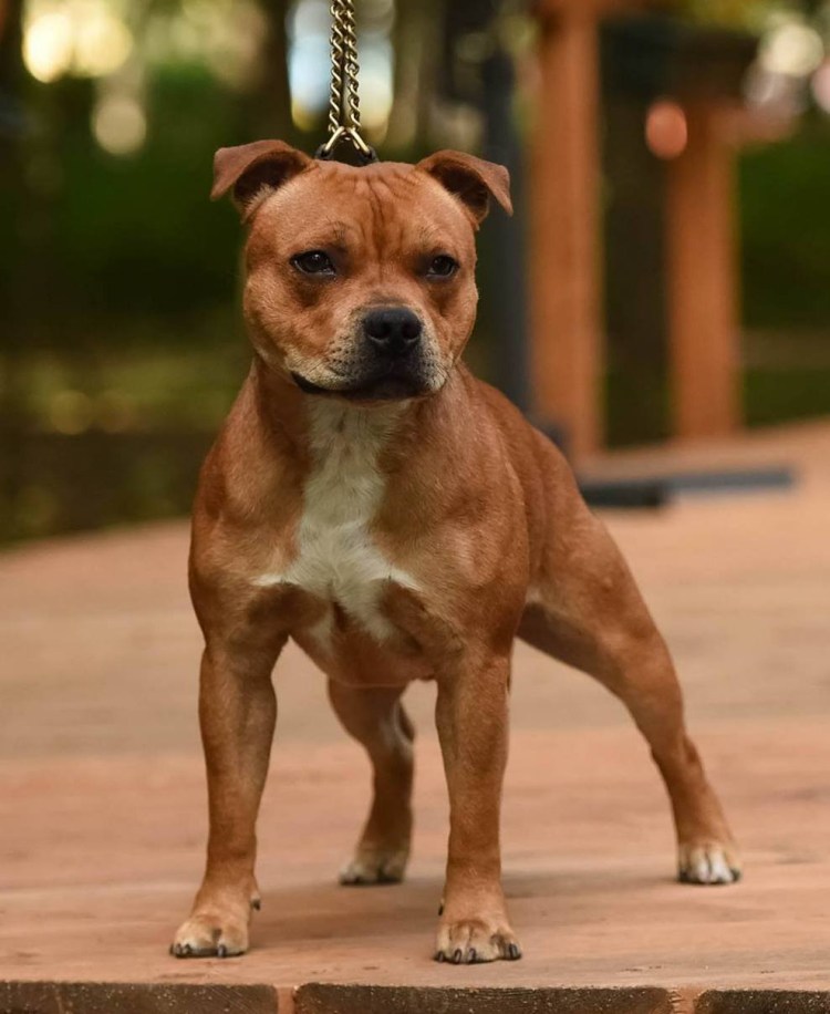 Американский стаффордширский терьер