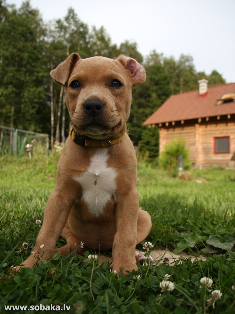 Американский стаффордширский терьер