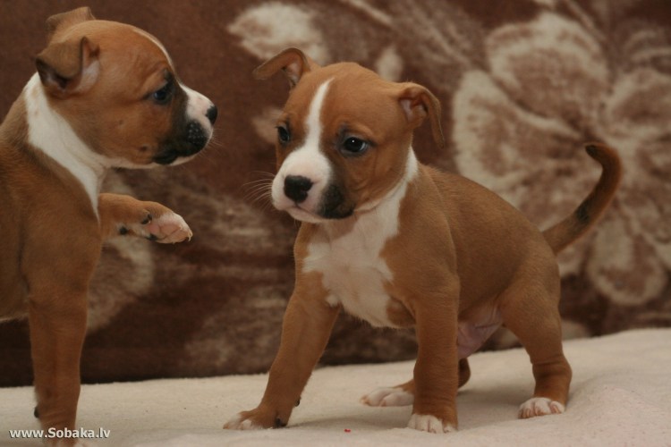 Стаффордширский терьер американский питбультерьер