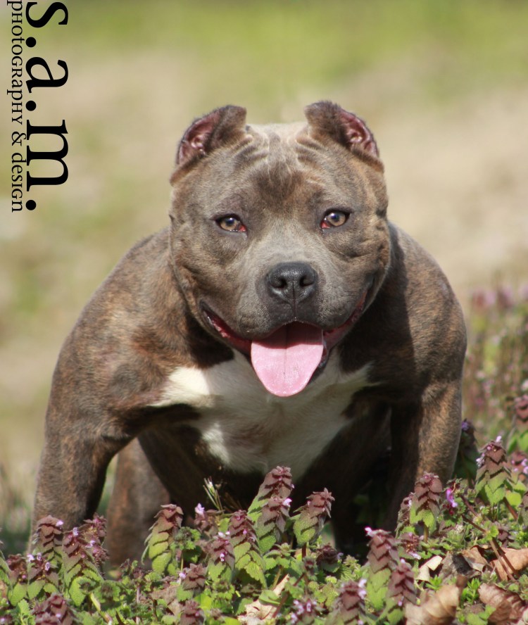 Амстафф булли