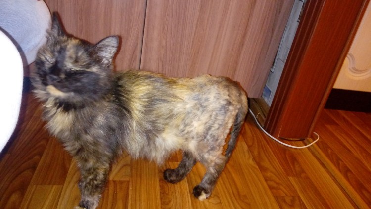 Афанасий серебряный Курильский бобтейл