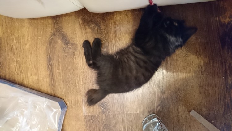 Бобтейл Мэнкс