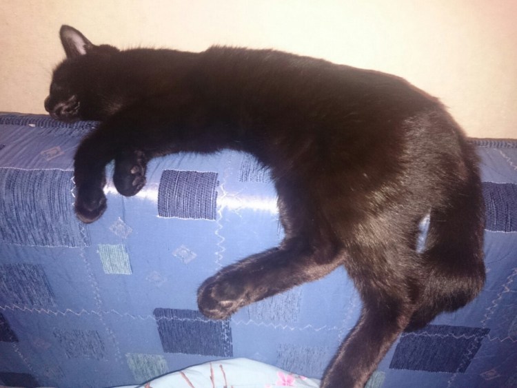 Порода кошек с переломанным хвостом