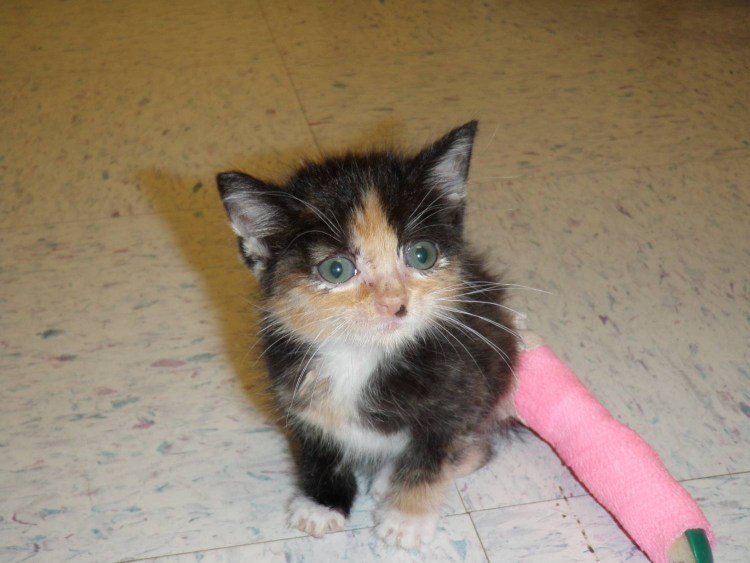 Кот Курильский бобтейл