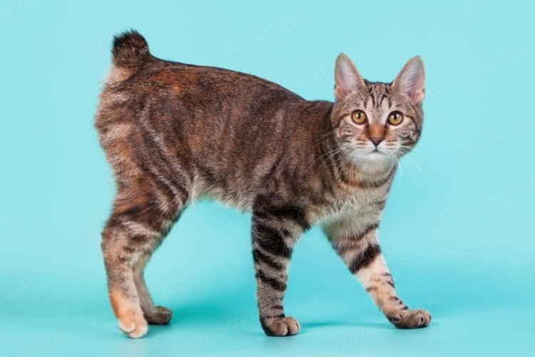 Американский кёрл короткошёрстный