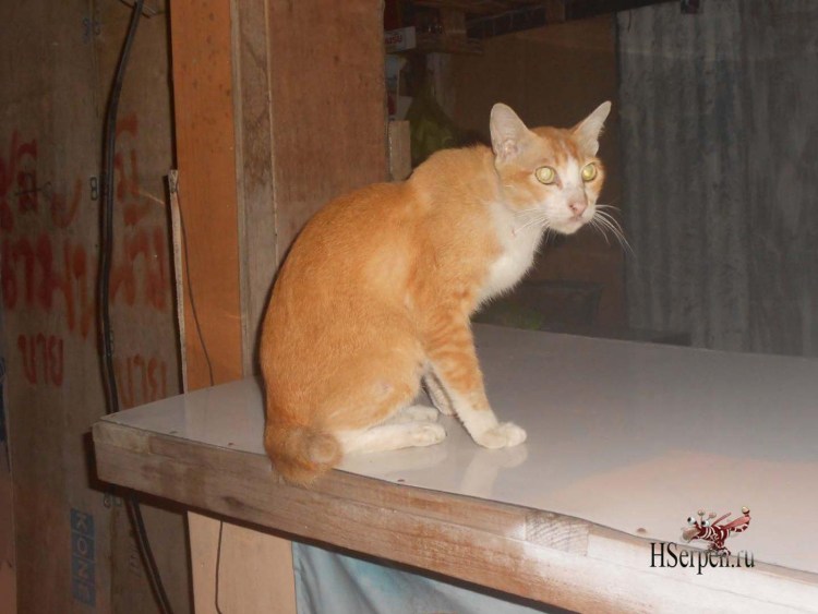 Сиамский кот со сломанным хвостом