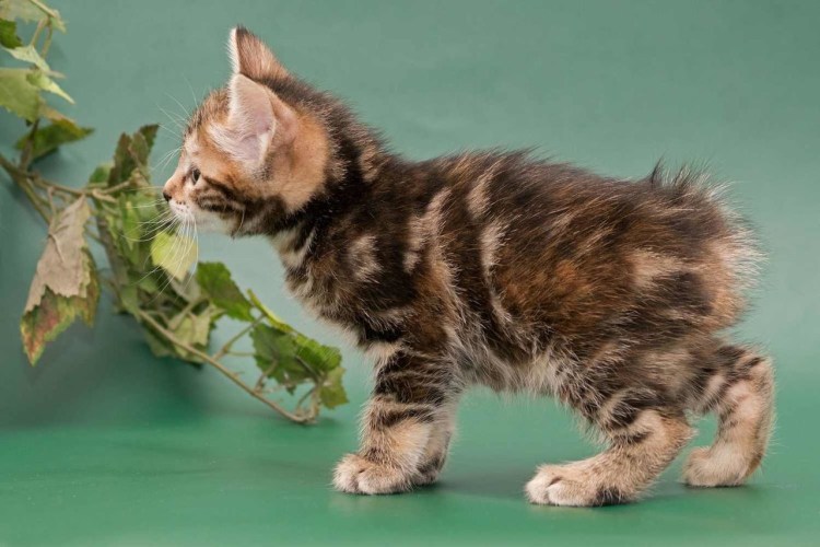 Бобтейл кошка