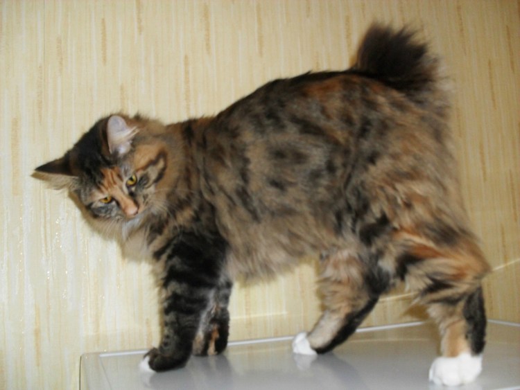 Курильский бобтейл с длинным хвостом