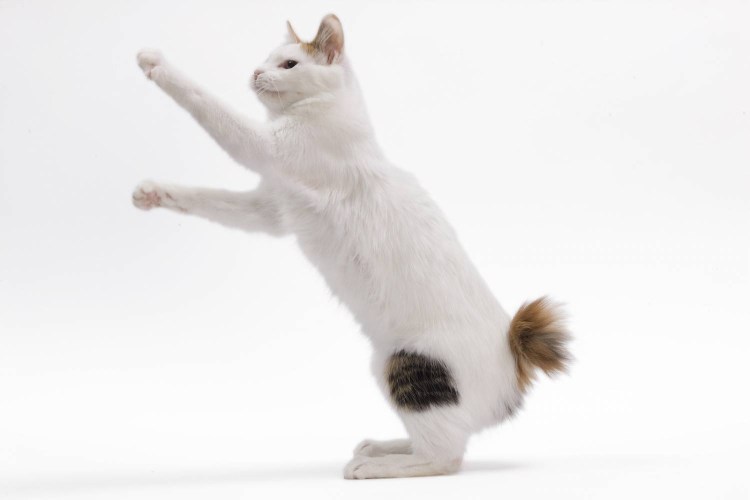 Курильский бобтейл полосатый