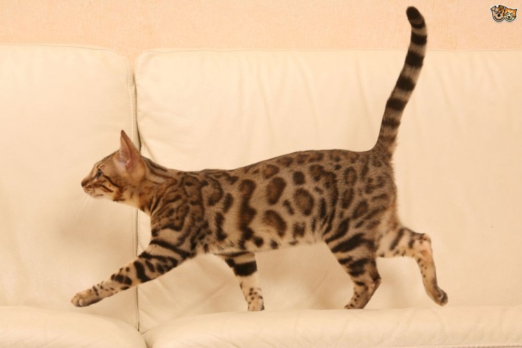 Стрижка котов