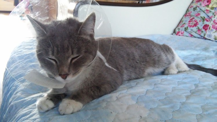 Сиамский с изломанным хвостом