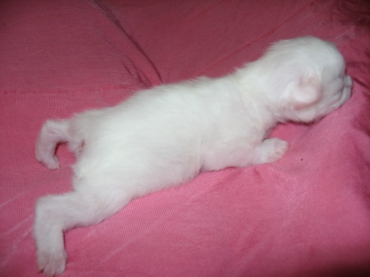 Кот с ампутированным хвостом