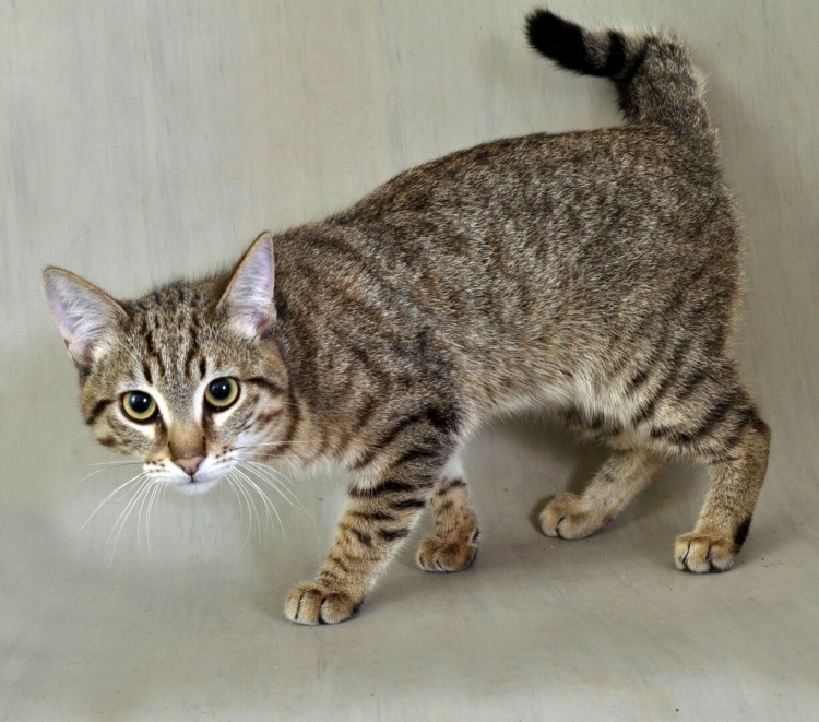 Бобтейл кот