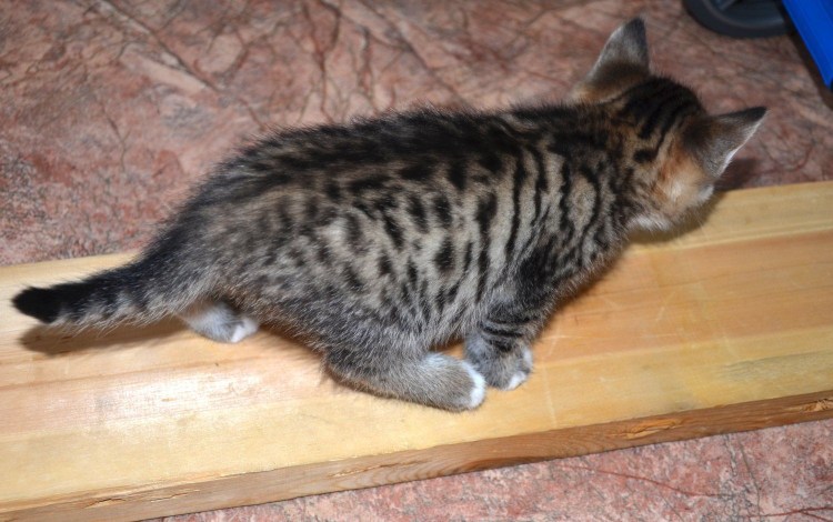 Бобтейл на белом фоне