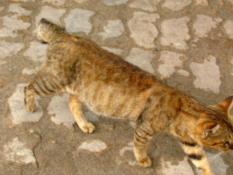 Кошка королей Сиама