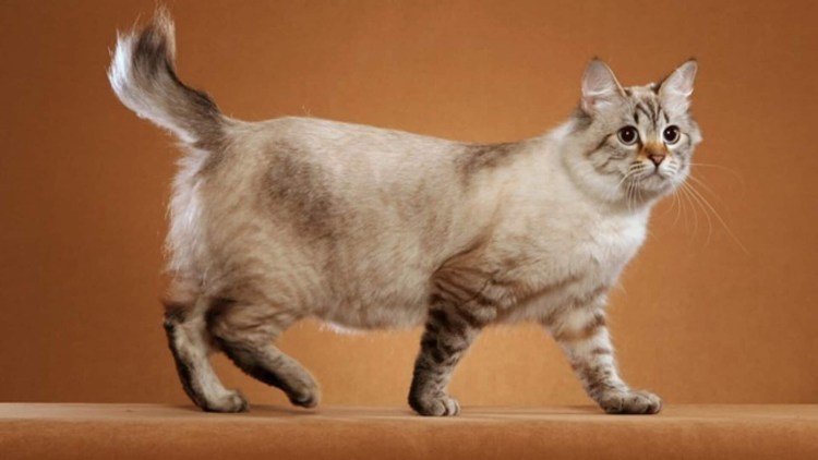 Курильский бобтейл кошка