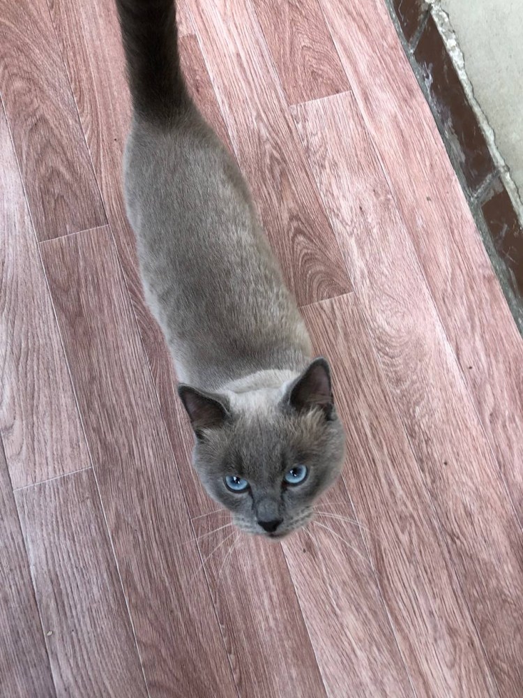 Меконгский бобтейл кот