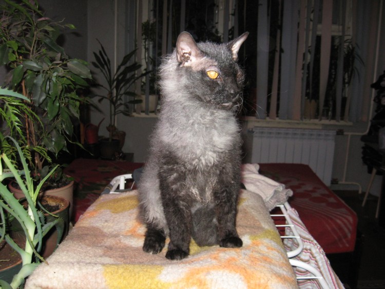 Порода кошек со сломанным хвостом