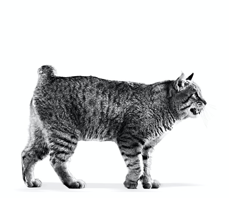 Американский бобтейл