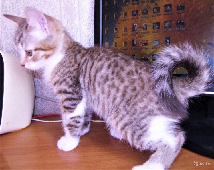 Боб Тейлор кошка