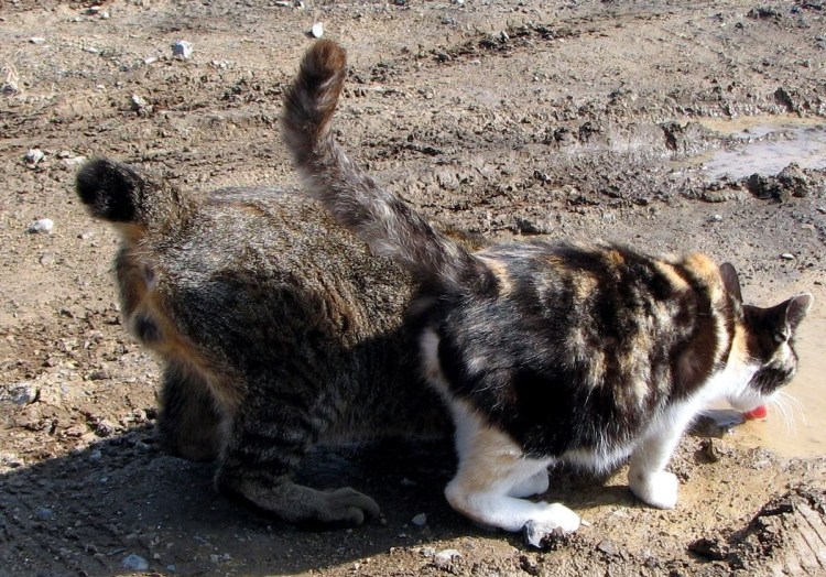 Курильский бобтейл хвост метелка