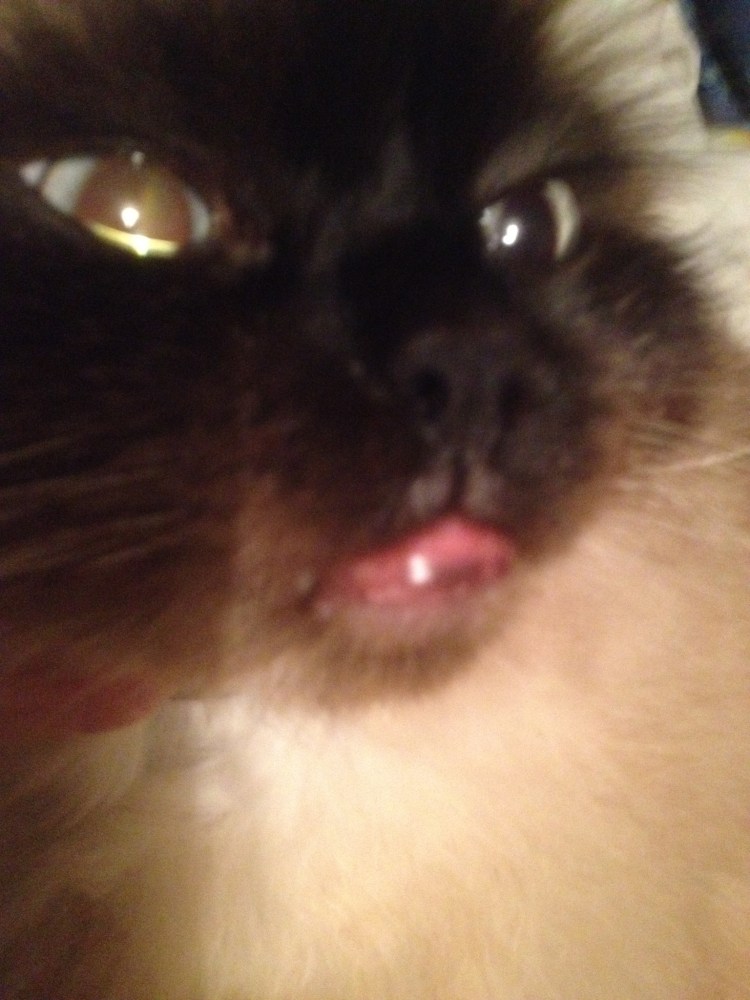 У кошки опухла нижняя губа