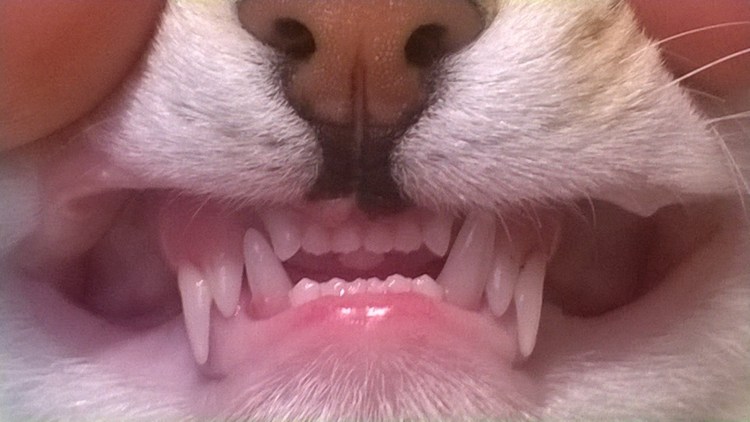 Панлейкопения ринотрахеит кальцивироз