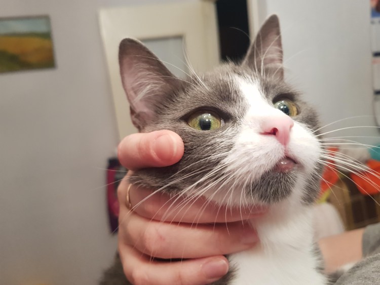 У кошки опухла нижняя губа