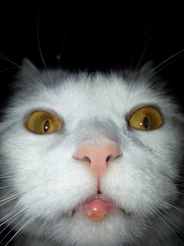 У кошки опухла нижняя губа