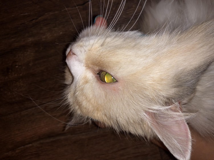 Черные пятна на губах у кота