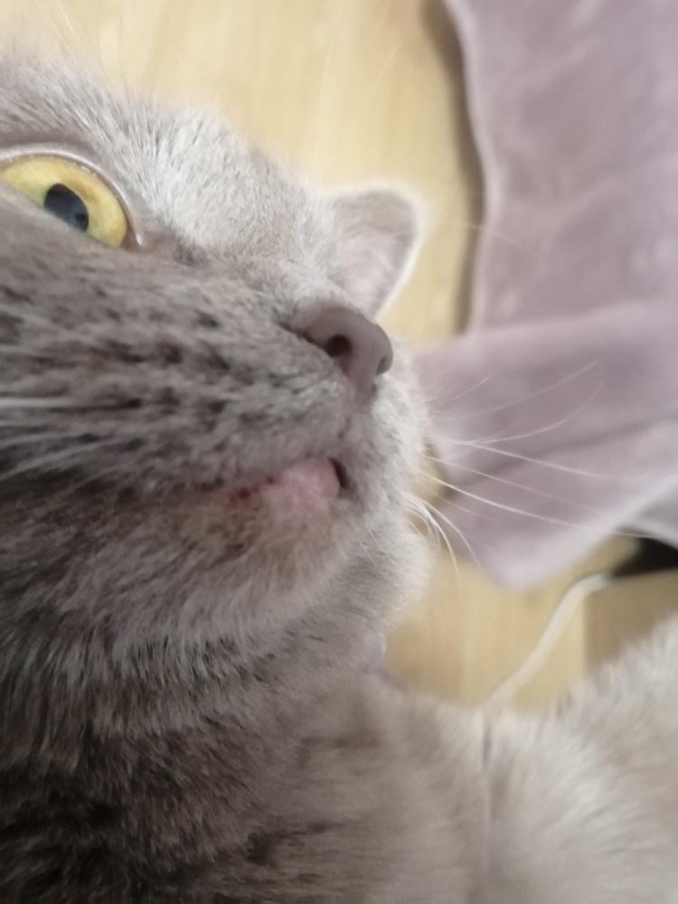 Шишка на нижней губе у кошки