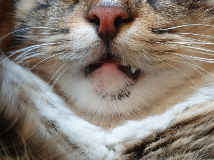 Кальцивироз кальцивироз