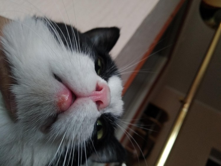 Калицивироз (эозинофильная гранулема)